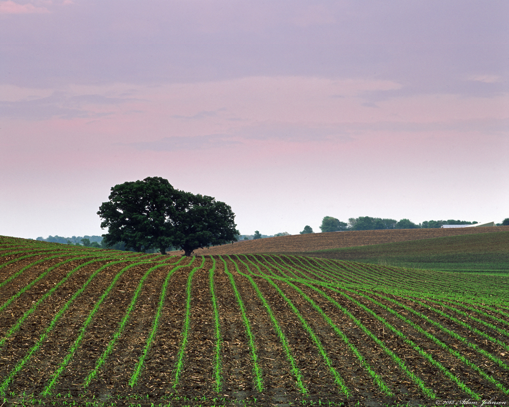 Rows of Freshly Planted Corn